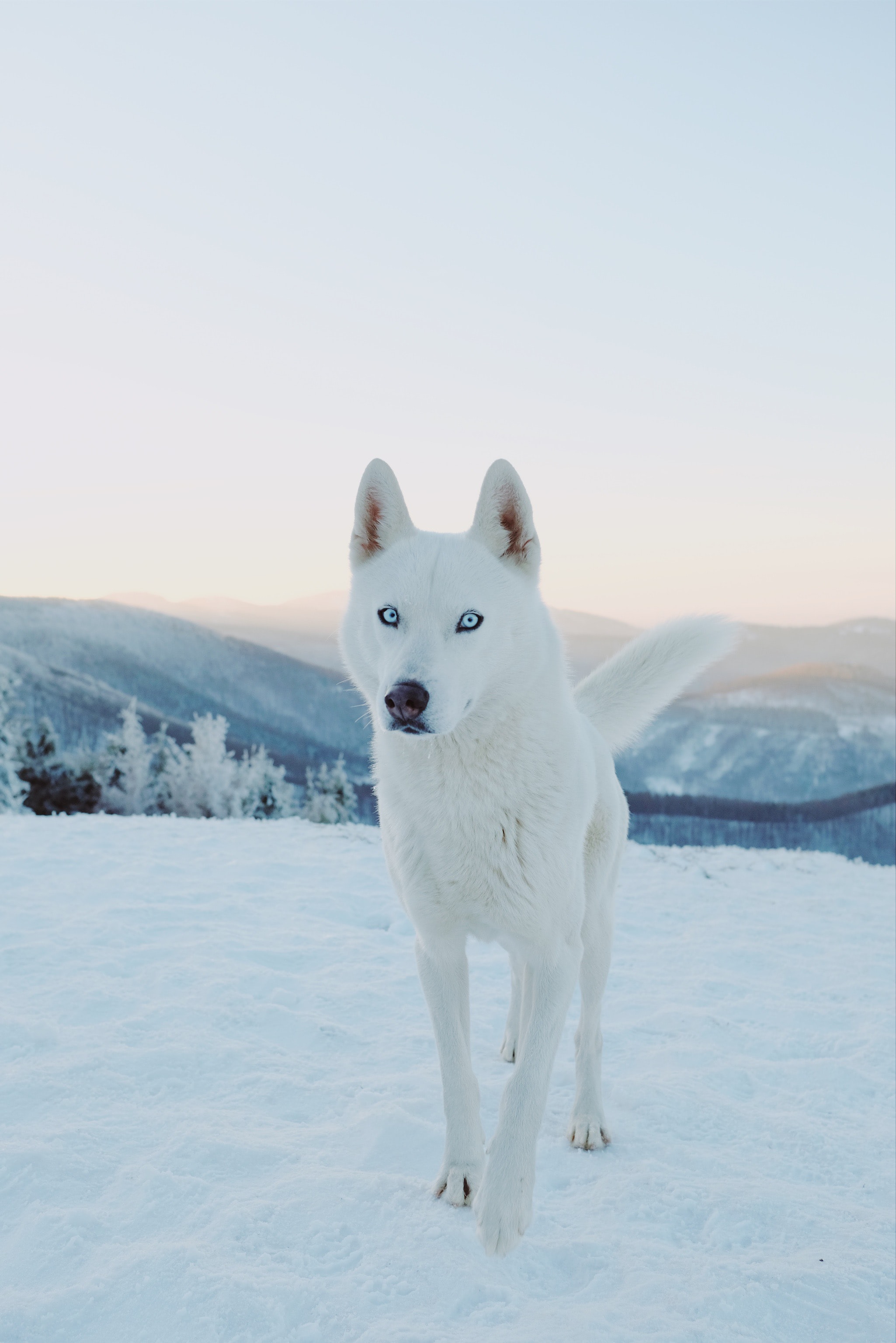 Chien dans la banquise