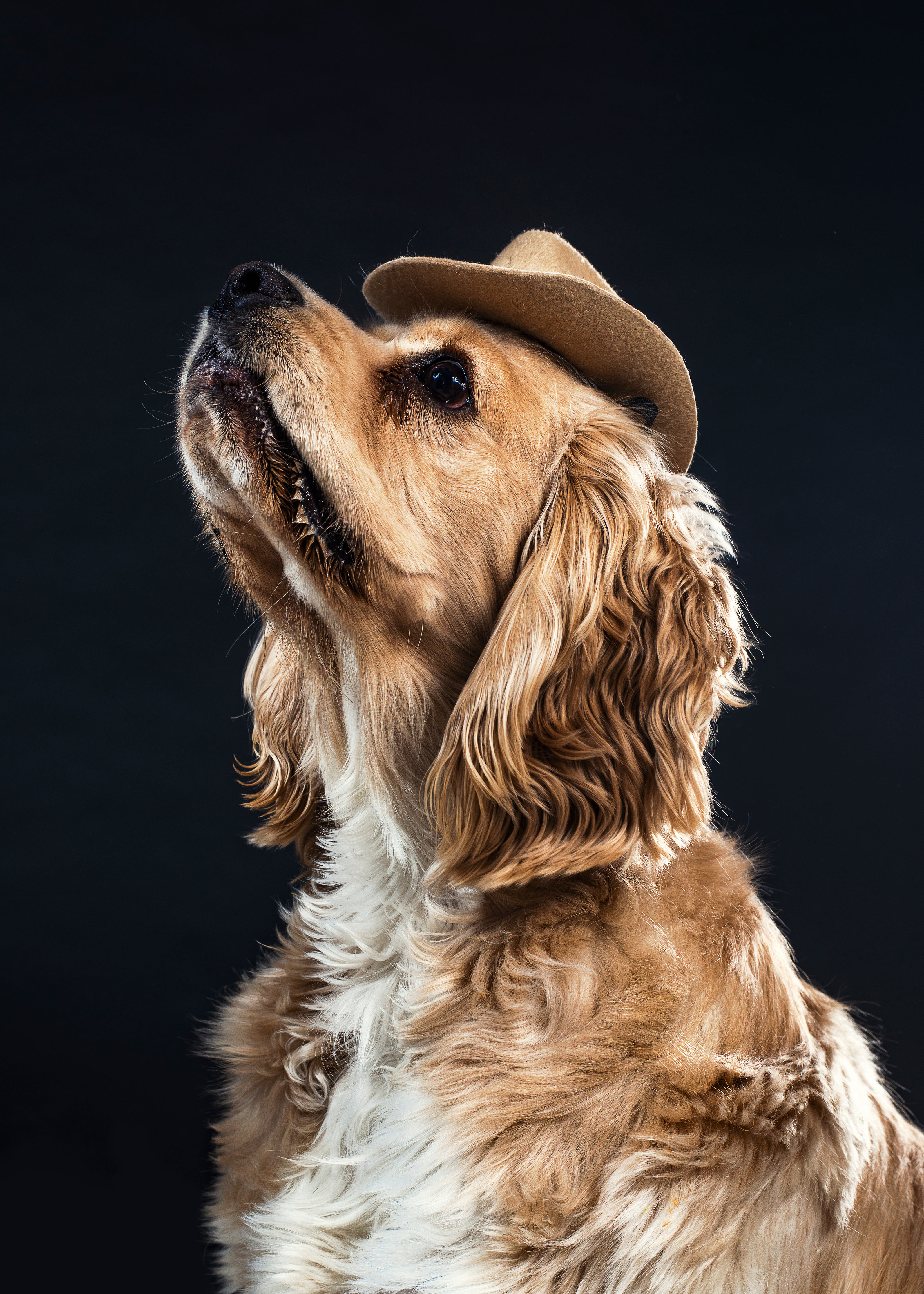 Chien avec un chapeau sur la tête