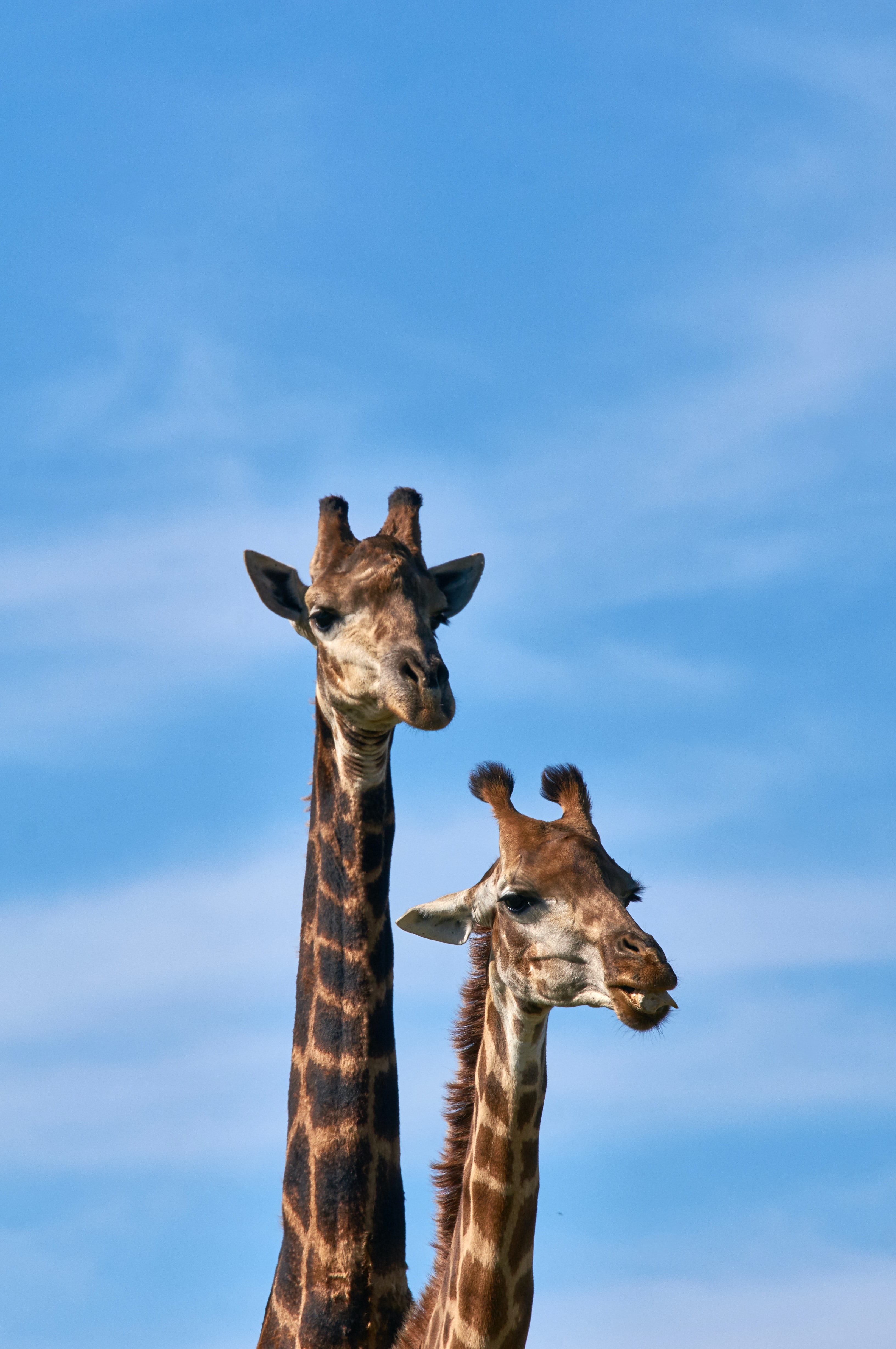 Girafes