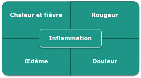 Les 4 signes cardinaux de l'inflammation