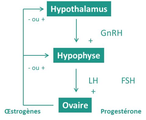 Médicaments de la reproduction