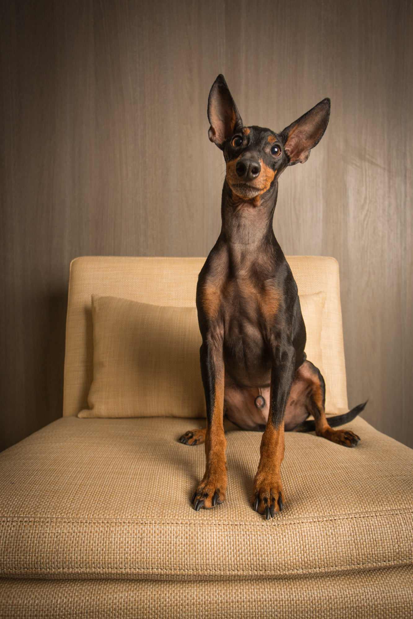 Le médicament vétérinaire - La recherche - Les longévité des animaux : Photo de chien