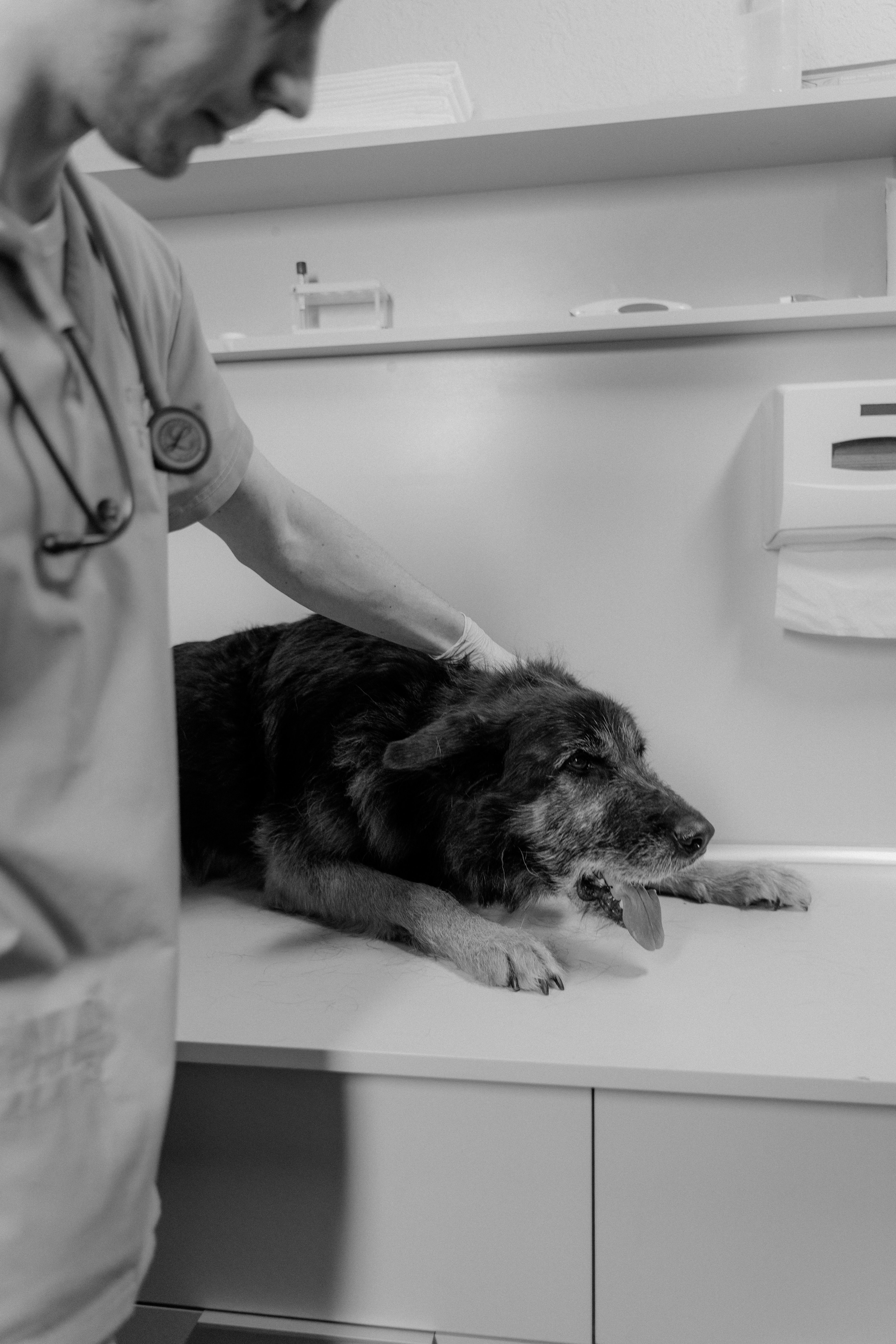 Chien noir et blanc