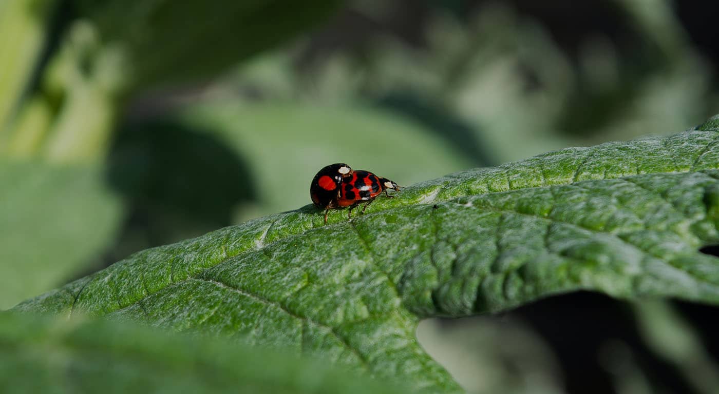 Coccinelle_sur_feuillage