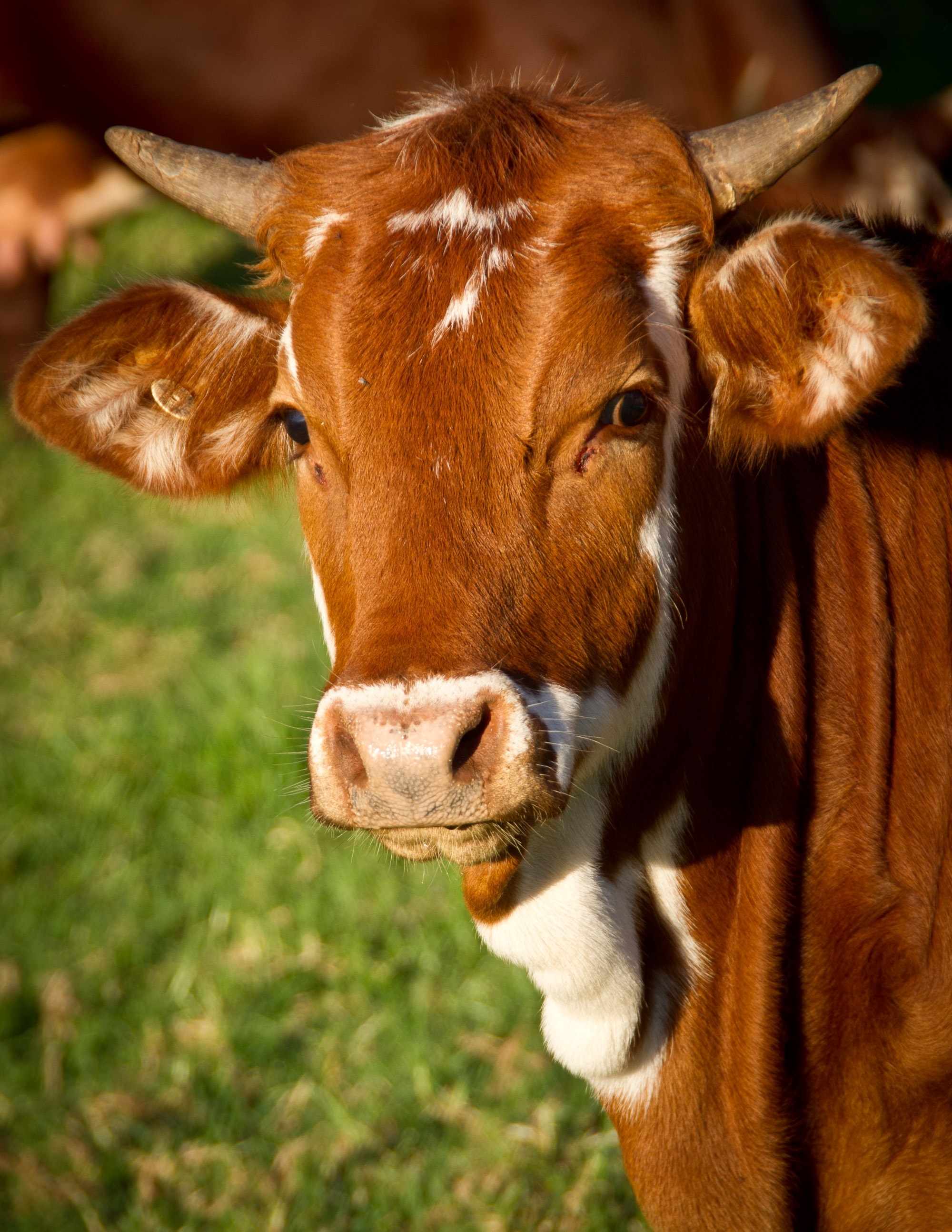 Vache_dans_pré