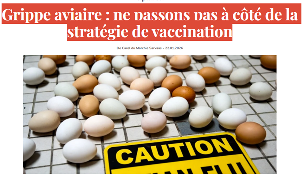 Grippe aviaire : ne passons pas à côté de la stratégie de vaccination