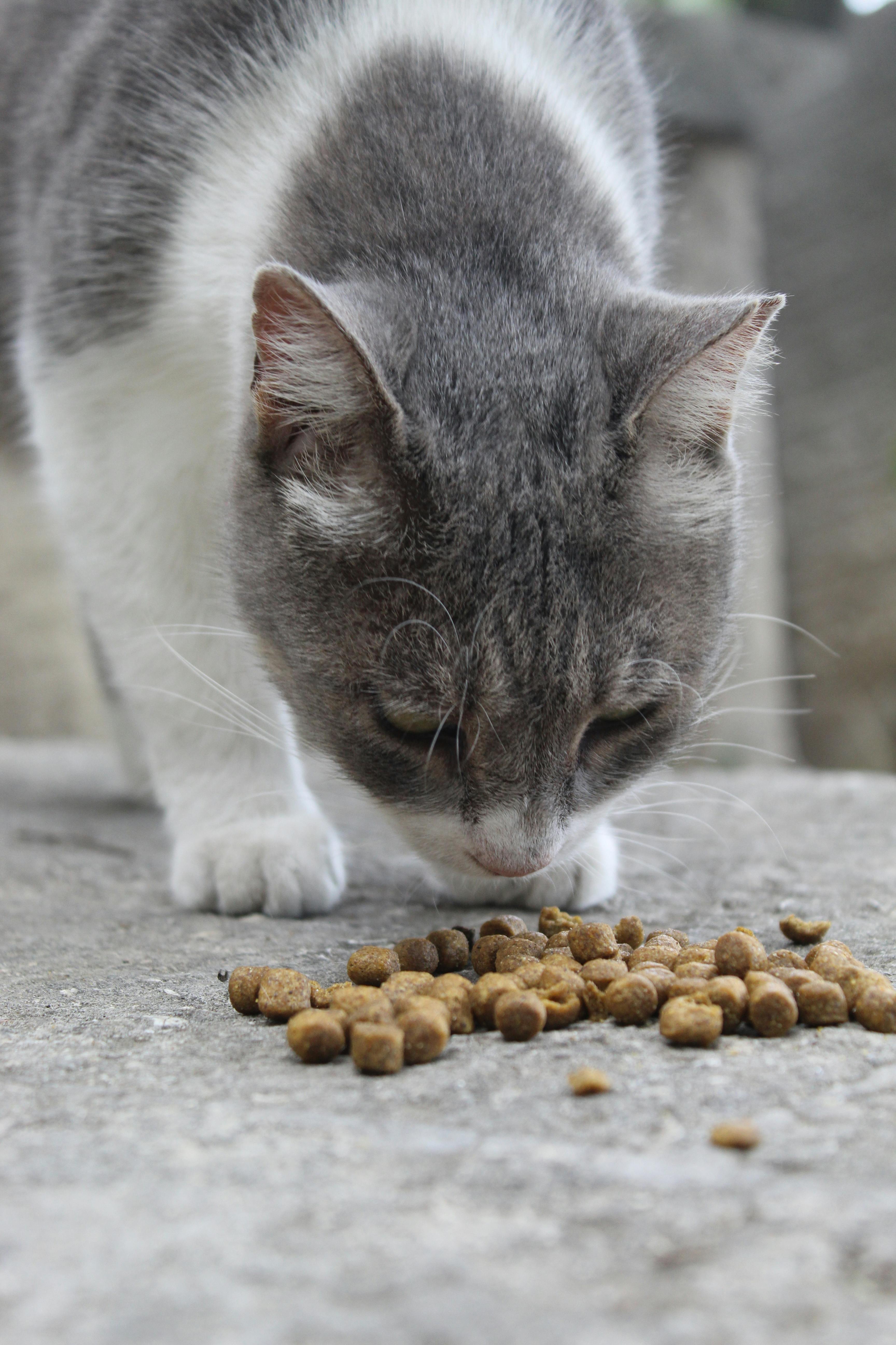 Chat qui mange