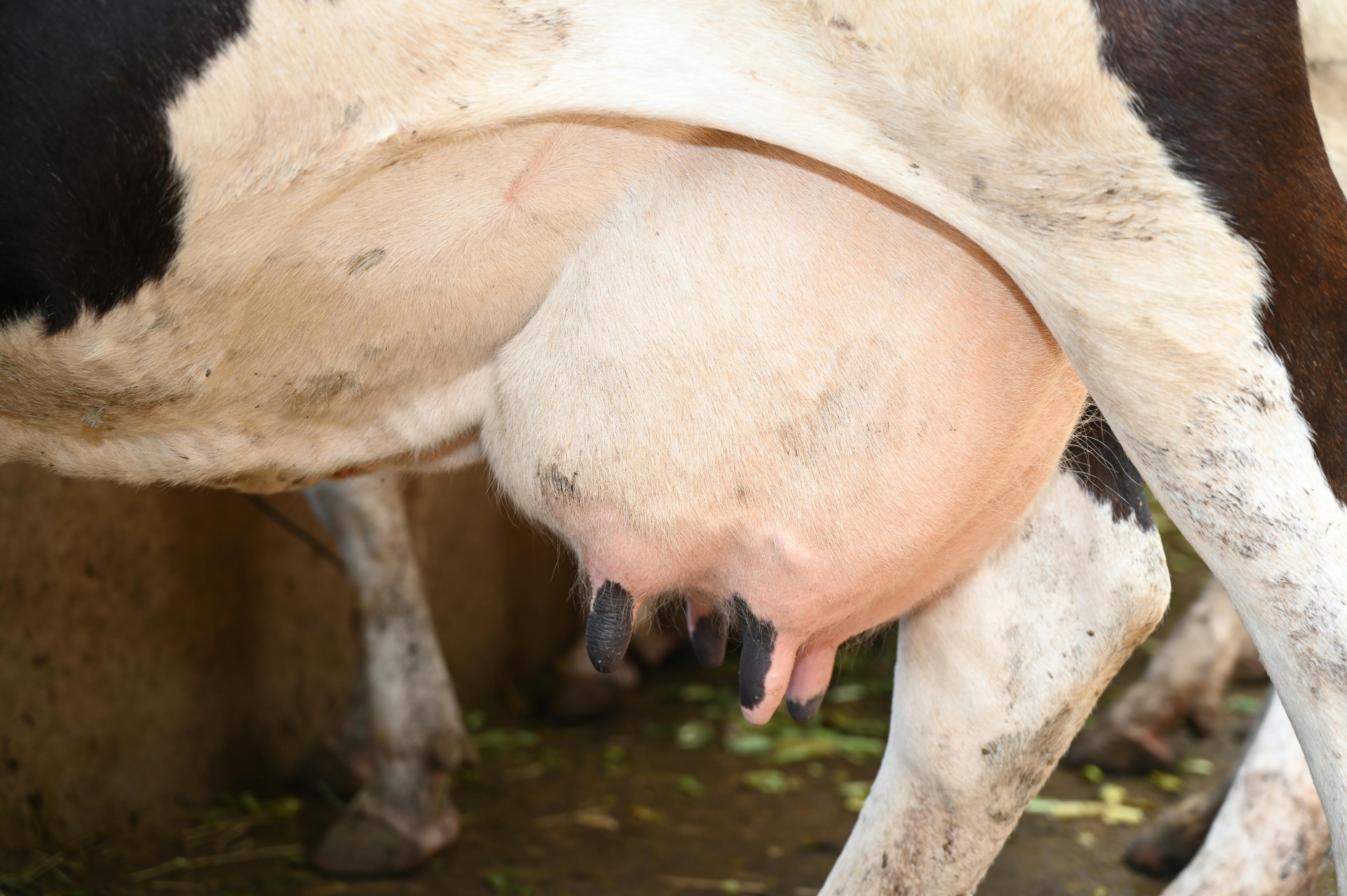 Mamelles vaches