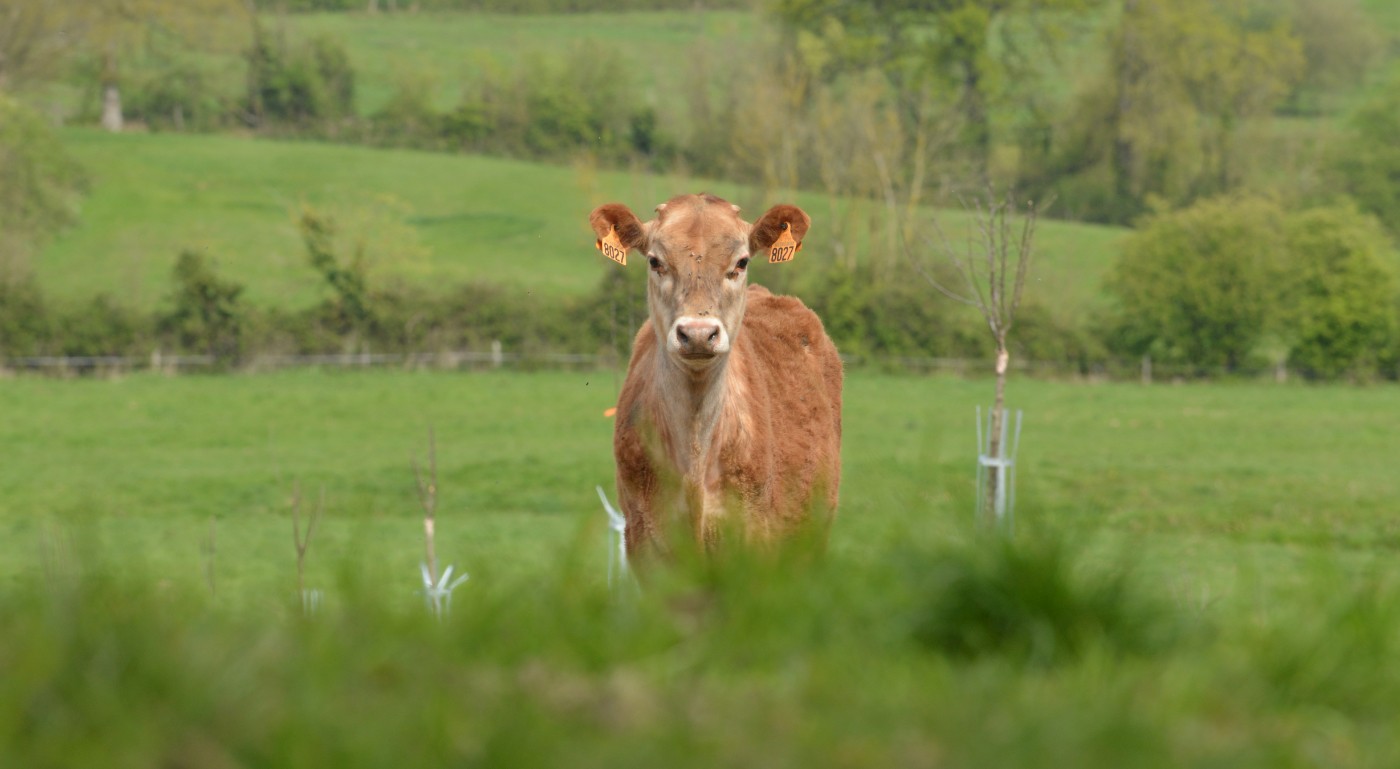 Vache dans un pré