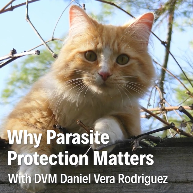 Dr Vet Daniel Vera Rodriguez 