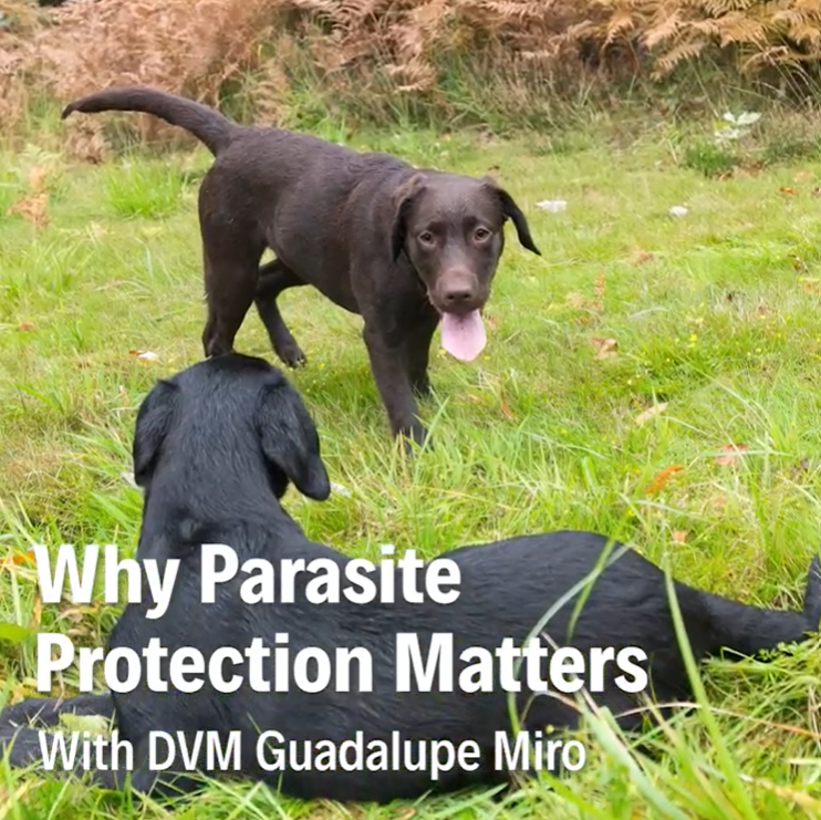 Dr Vet Guadalupe Miró