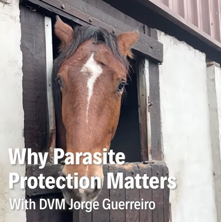 Dr Vet Jorge Guerreiro