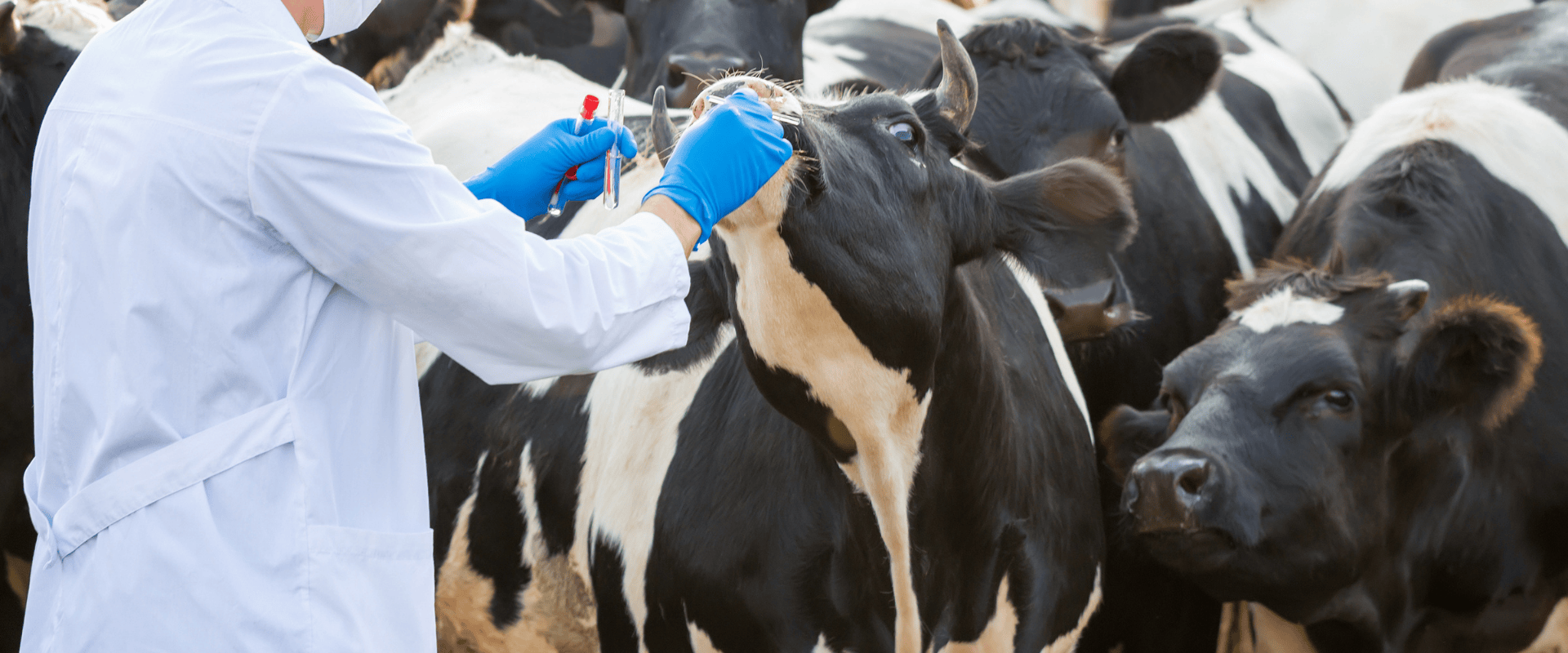 couverture soirée F2E SIMV ONE HEALTH