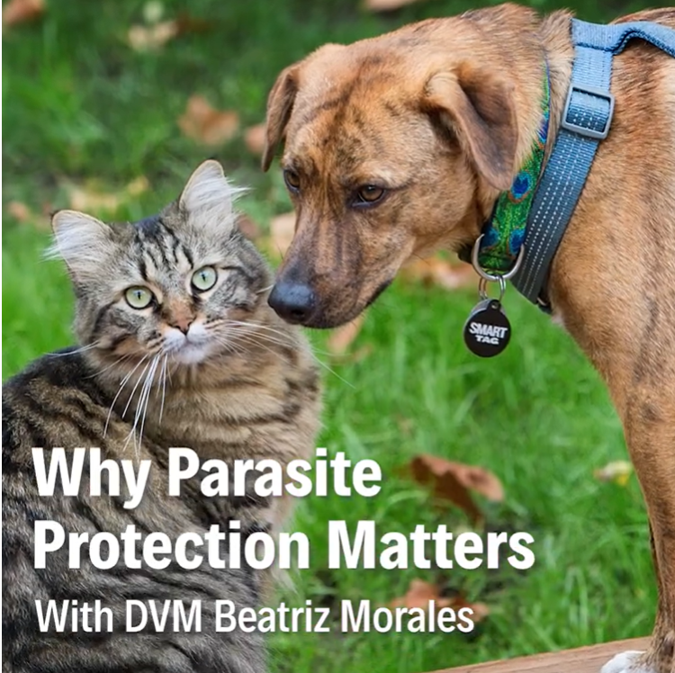 Dr Vet Beatriz Morales