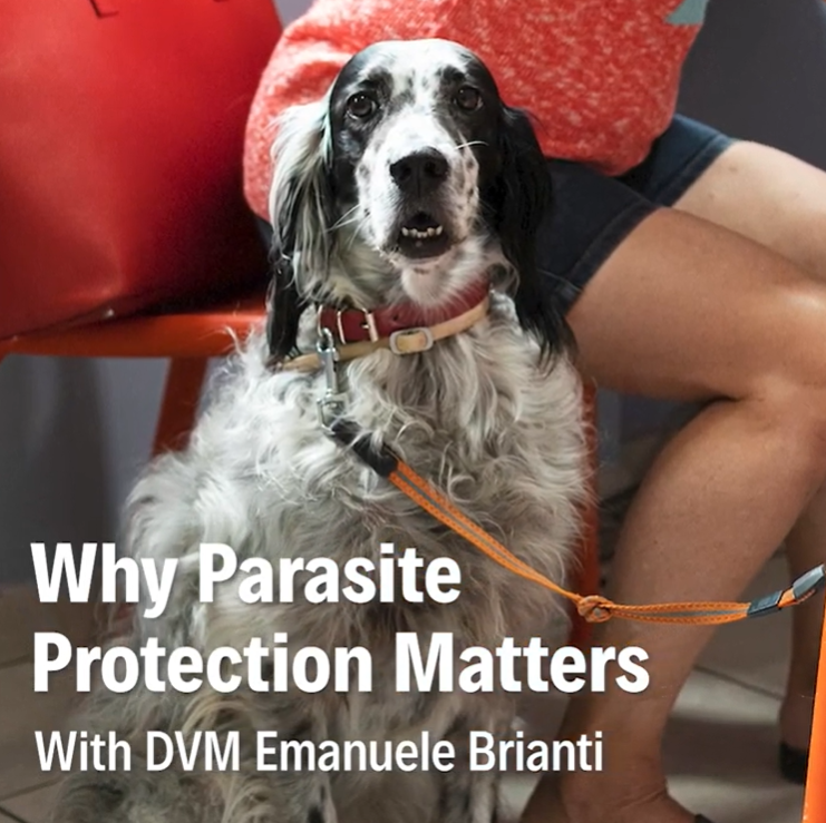 Dr Vet Emanuele Brianti