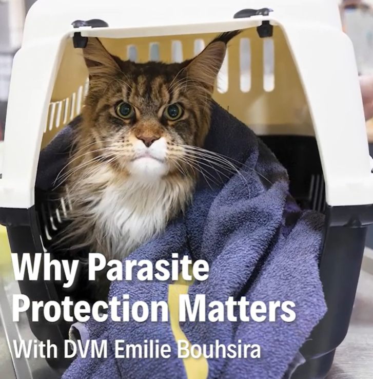 Dr Vet Emilie Bouhsira