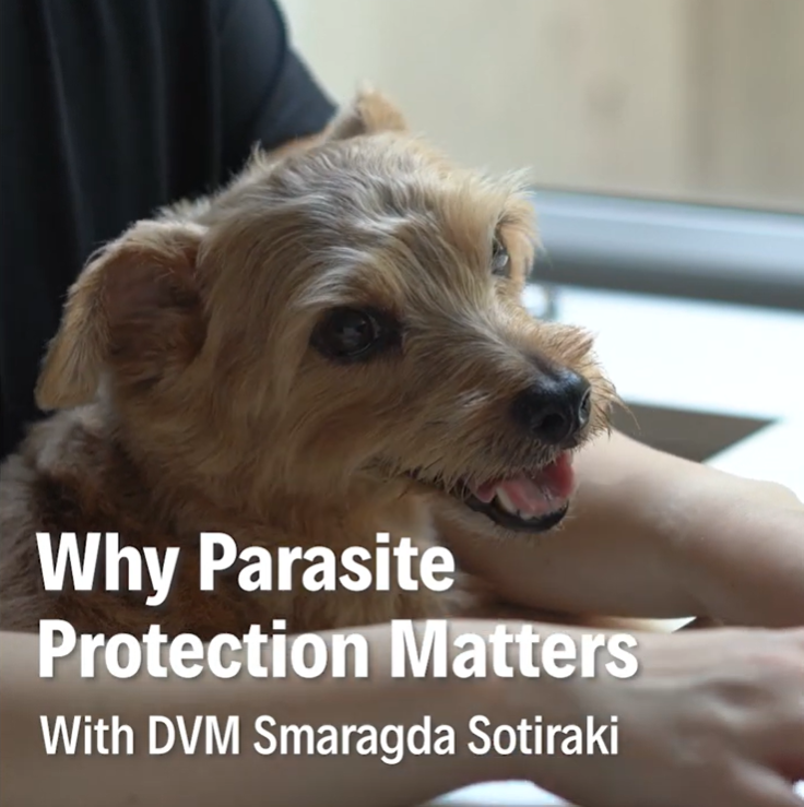 Dr Vet Smaragda Sotiraki 