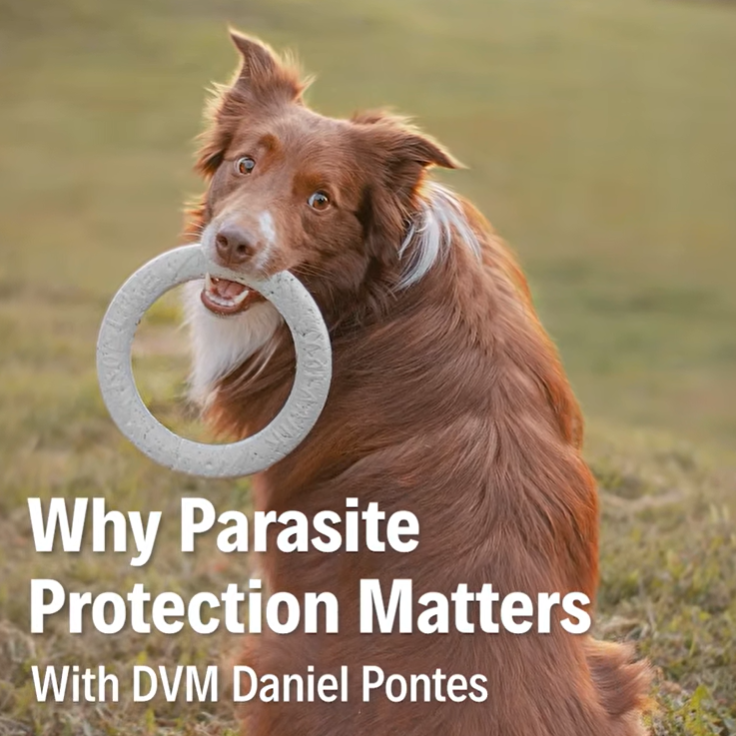 Dr Vet Daniel Pontes