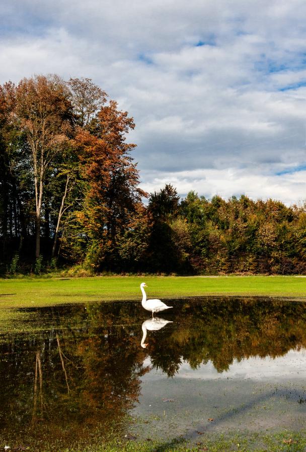 Lac avec cygne