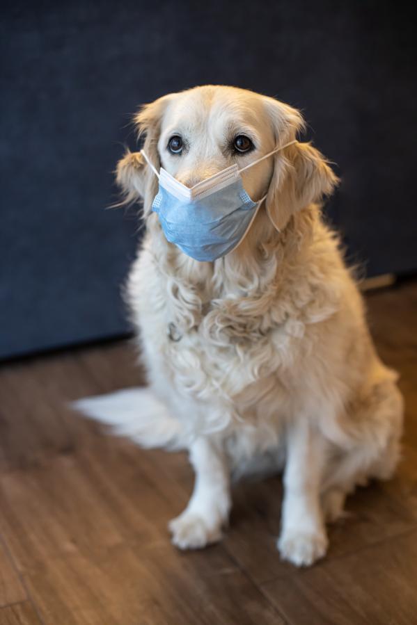 Chien avec masque