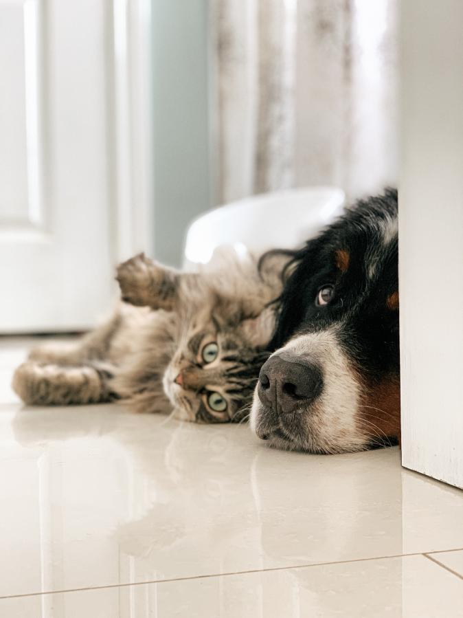 Chien et chat allongés