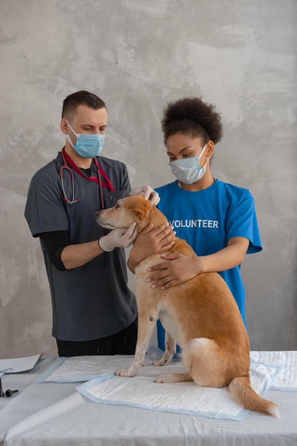Vétérinaire et chien