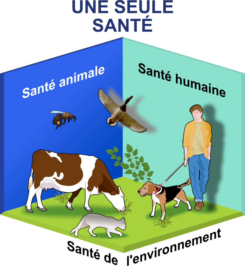 Une seule santé