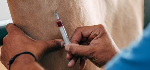 Injection chez un cheval