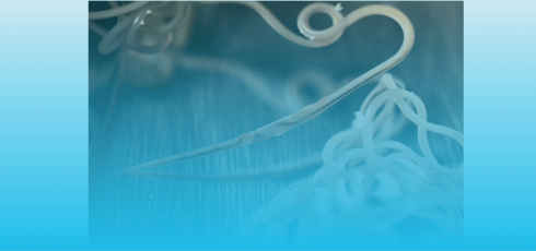 Les filaires cardiaques