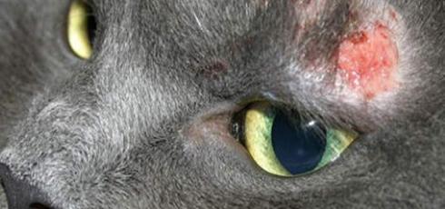 Chat avec maladie de la peau