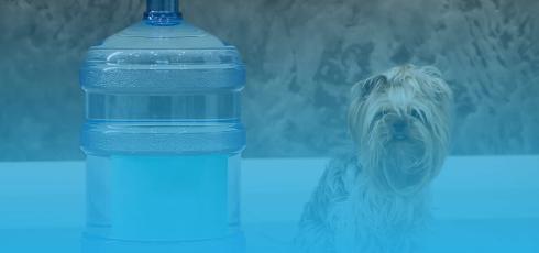 Chien à côté d'une bonbonne d'eau