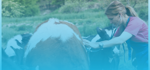 Maladies cardiovasculaires des ruminants