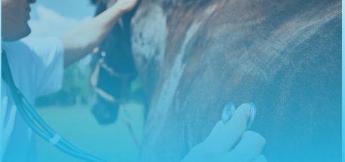 Auscultation d'un cheval