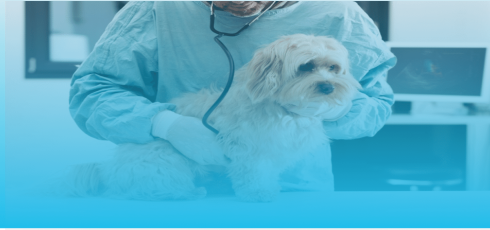 Auscultation d'un chien