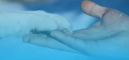 Main humaine et patte animale