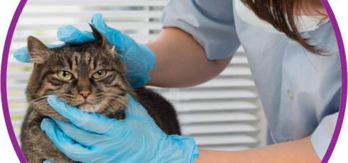 Chat avec vétérinaire