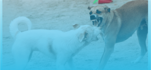 Chien qui va mordre un autre chien