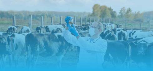 Vétérinaire parmi troupeau de vaches