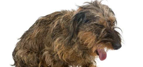 Chien qui a du mal à respirer