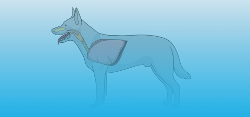 Illustration anatomie chien