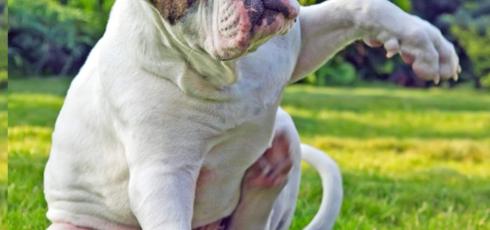 Chien qui lève la patte