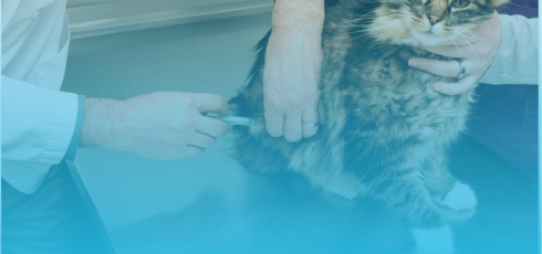 Chat qui reçoit un traitement