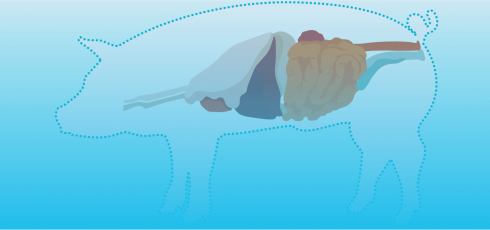 Illustration troubles digestifs chez le porc