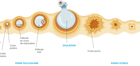 Illustration cycle ovarien