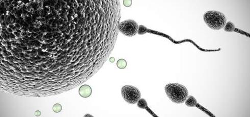 Anatomie reproduction