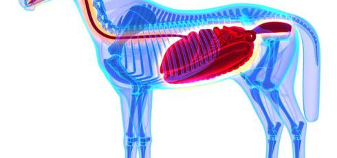 Illustration anatomie cheval