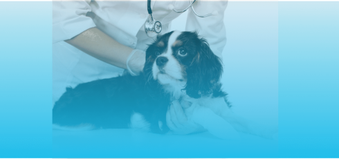 Auscultation d'un chien