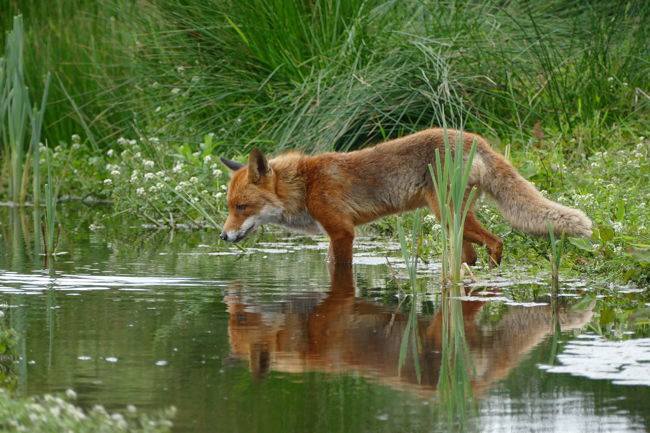 Renard
